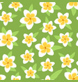 white and yellow plumeria flowers on green vector image