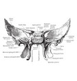 Sphenoid bone from behind vintage Royalty Free Vector Image