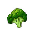 broccoli isolated green vegetarian food vegetable vector image