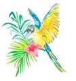 tropical birds isolated on white background vector image