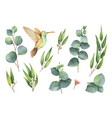 watercolor hand painted set with eucalyptus vector image