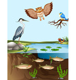 Small lake with reeds in cartoon style Royalty Free Vector