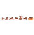cat growth set vector image vector image