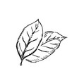 couple of leaves in classic engraving style vector image vector image