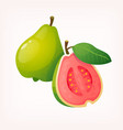 image of fresh ripe guava fruit sliced in half vector image vector image