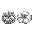 lotus and frangipani flower hand drawn engraving vector image