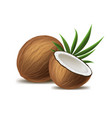 realistic 3d detailed whole coconut half vector image