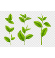 realistic tea leaves and stems isolated set vector image