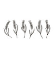 ears wheat barley or rye sketch food concept vector image vector image