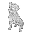 monochrome hand drawn entangle of boxer dog vector image