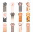 paw cats cute animals hands wild cats claws vector image vector image