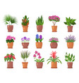 flowers pots colored nature collections of leaves vector image