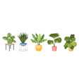 set potted palm trees monstera agave or ficus vector image vector image