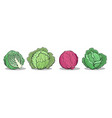 fresh cabbage vegetables vector image