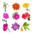 colorful realistic flower isolated collection set vector image