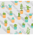 succulents vector image