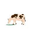 spotted black and white cow eat green grass vector image
