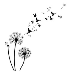 silhouette a dandelion with flying seeds black vector image