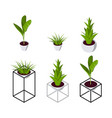 isometric plants set icons in flat style vector image