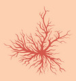 spider veins on skin human vessel health vector image