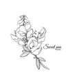 flowers bouquet - summer background with sweet pea vector image