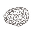 human brain vector image