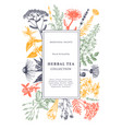 hand drawn medicinal herbs frame design in color vector image