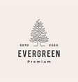 evergreen tree hipster vintage logo icon vector image