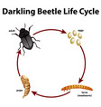 Diagram showing life cycle darkling beetle Vector Image