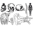 anatomy vector image