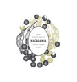 hand drawn macadamia branch and kernels design vector image