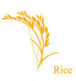 rice ears vector image vector image