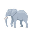 gray african elephant concept vector image vector image