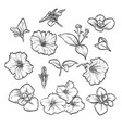 hand drawn elegant petunya vector image
