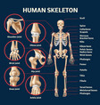 realistic human skeleton infographic 3d male body vector image vector image