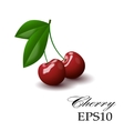 red cherry on a white background vector image vector image