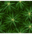 blooming cannabis seamless pattern vector image