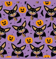 vampire dog with bat wings and pumpkin vector image