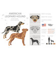 american leopard hound all coat colors clipart vector image vector image