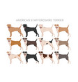 american staffordshire terrier clipart coat vector image