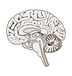 Structure human brain section schematic Royalty Free Vector
