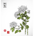 chrysanthemum flowers in oriental style on white vector image