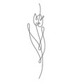 tulip drawing in one line drawing vector image vector image