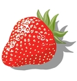 strawberry vector image vector image