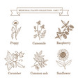 vintage collection of hand drawn medical herbs vector image