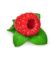 raspberries and mint detailed vector image vector image