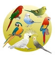 different parrots set vector image
