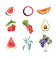 set various isolated watercolor fruits vector image