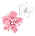 camelia flower design elements set outline vector image