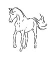 handdrawn of arabian horse sketch with pen vector image